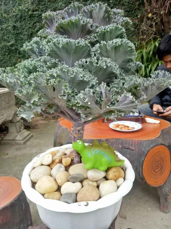 Bonsai kale - chỉ có thể là nghệ thuật.