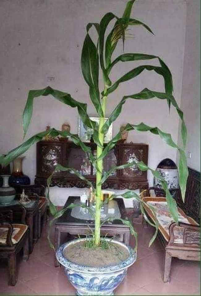 Rồi thử đoán đi, đây là "siêu phẩm" cây cảnh độc, lạ trưng Tết gì nào?