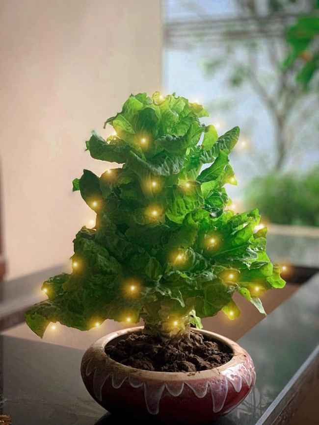 Các loại xà lách có thể bày chơi Tết, tính ra có lá xoè hơi bị nghệ luôn.