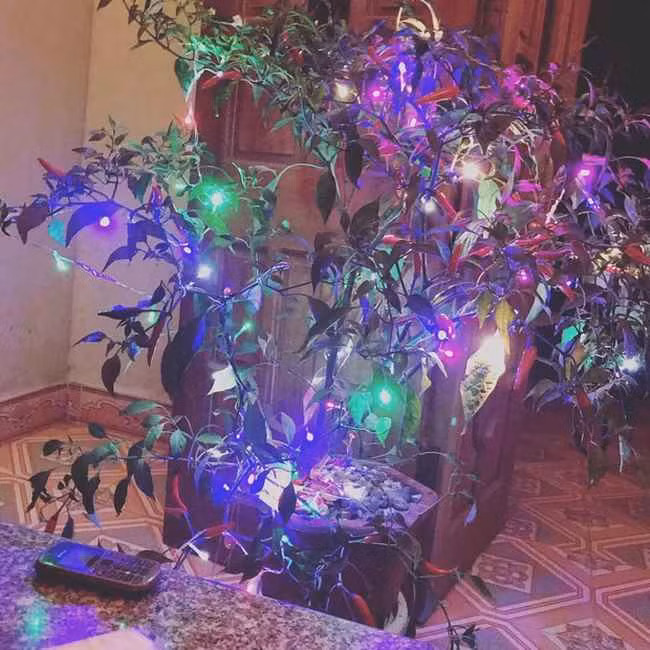 Ớt này phải để trưng bày trong nhà quanh năm chứ chỉ cóTết thì quá phí.