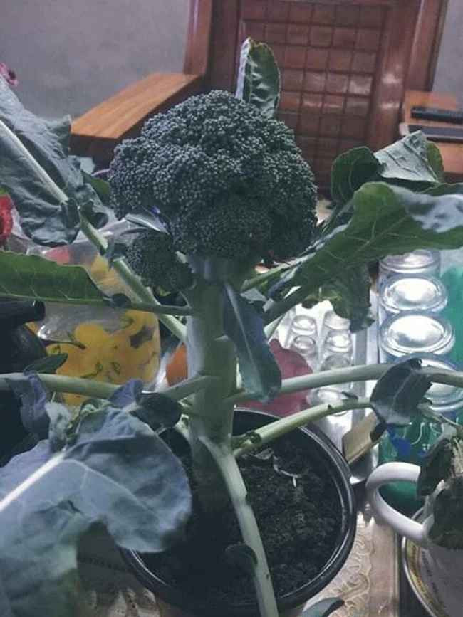 "Cạnh tranh" cực mạnh với su hào sang chảnh ở trên chính là "súp lơ quý tộc".