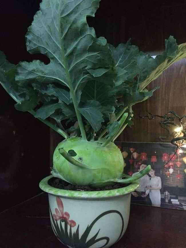 Bonsai su hào, súp lơ, cải bắp khiến "biệt đội" đào, quất-, mai phải "ngả mũ".