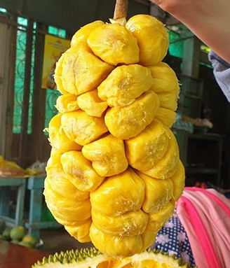 Bên trong quả mít sau khi được bóc vỏ lộ ra rất nhiều múi mít vàng ươm, trông vô cùng đã mắt.