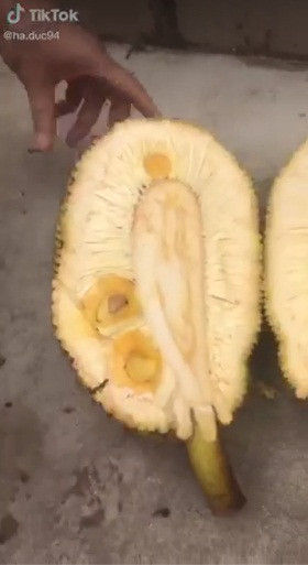 Nguồn ảnh sử dụng trong bài: TikTok @northeasterner