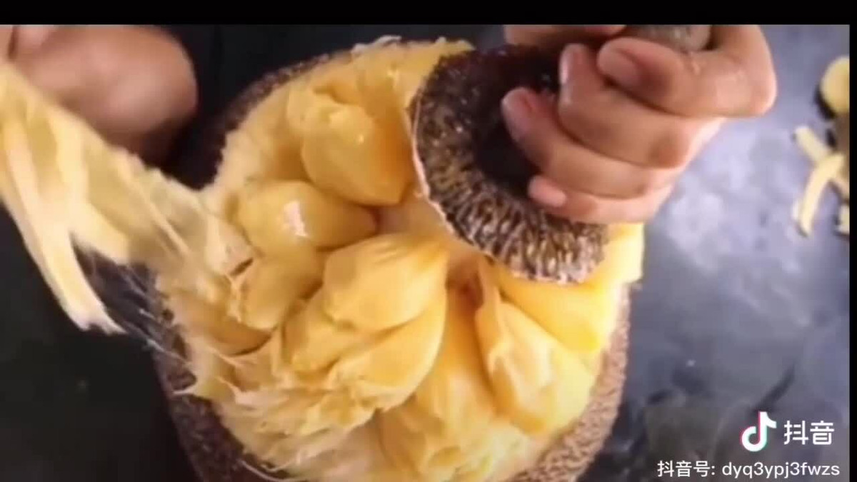 Được biết, mít tố nữ là một loại khá ngon và được nhiều người yêu thích.