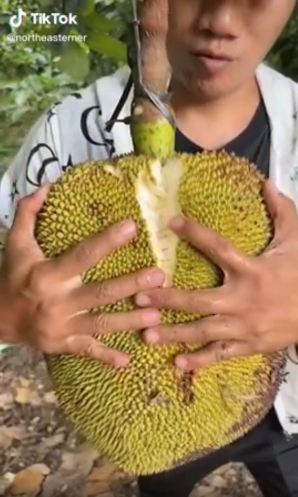 Bởi cảm giác hồi hộp, không biết bên trong quả mít có ngon không, có nhiều múi không đều là điều mà người xem tò mò.