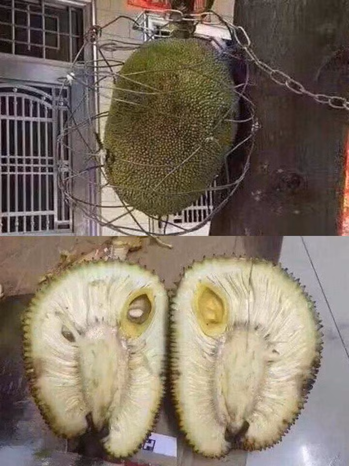 "Mít tố nữ nè, nhìn ngon xỉu" hay "Nhìn thèm thế"... là bình luận của những dân mạng dưới màn bổ mít không cần dao.