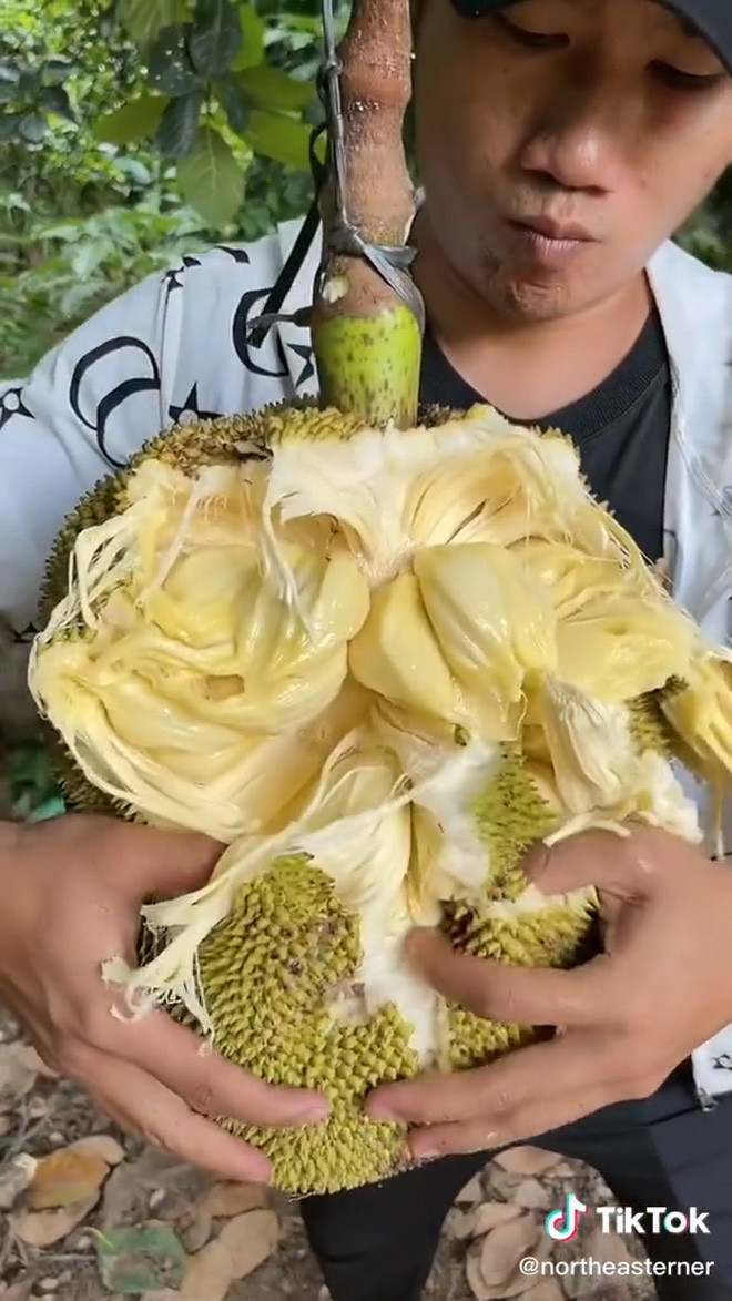 Mới đây, lại thêm một đoạn clip "khui" quả ngay trên cây mít khiến dân tình thích thú. Thế nhưng không phải dùng dao bổ như bình thường, người đàn ông trong clip này dùng hẳn tay không để... bóc.