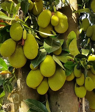 Theo như cách người đàn ông này bóc vỏ thì có lẽ đây là giống mít tố nữ, khi chín vỏ rất mềm, có thể dễ dàng dùng tay tách ra, các múi mít bên trong cũng dính chắc vào phần lõi ở giữa.