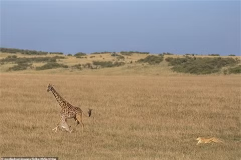 Những con non mới sinh luôn là mục tiêu hàng đầu của những kẻ đi săn, nhất là con non của những loài không sống theo bầy đàn như hươu cao cổ. Khi đó, chỉ có một mẹ một con, con non dễ dàng trở thành mồi ngon cho kẻ đi săn.