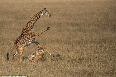 Một mặt nó tránh những đòn tấn công của con mẹ vừa nhắm vào con non. Một bữa ăn ngon lành cho sư tử còn hươu cao cổ chỉ có thể trách mình số đen mà thôi.