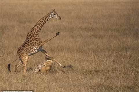 Một mặt nó tránh những đòn tấn công của con mẹ vừa nhắm vào con non. Một bữa ăn ngon lành cho sư tử còn hươu cao cổ chỉ có thể trách mình số đen mà thôi.