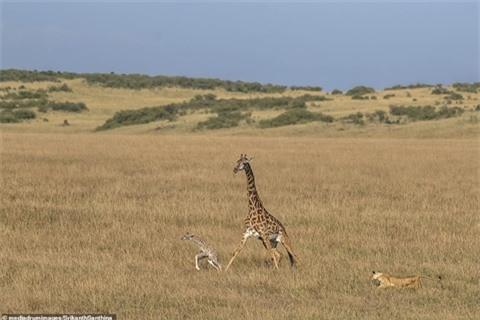 Một con hươu cao cổ vừa sinh con được một ngày tại Công viên quốc gia Maasai Mara, Kenya thì hai mẹ con trở thành mục tiêu của một con sư tử cái. Chúa sơn lâm không chút do dự tấn công con mồi sau khi phát hiện. Ảnh: Hai mẹ con hươu cao cổ bị sư tử đưa vào tầm ngắm.