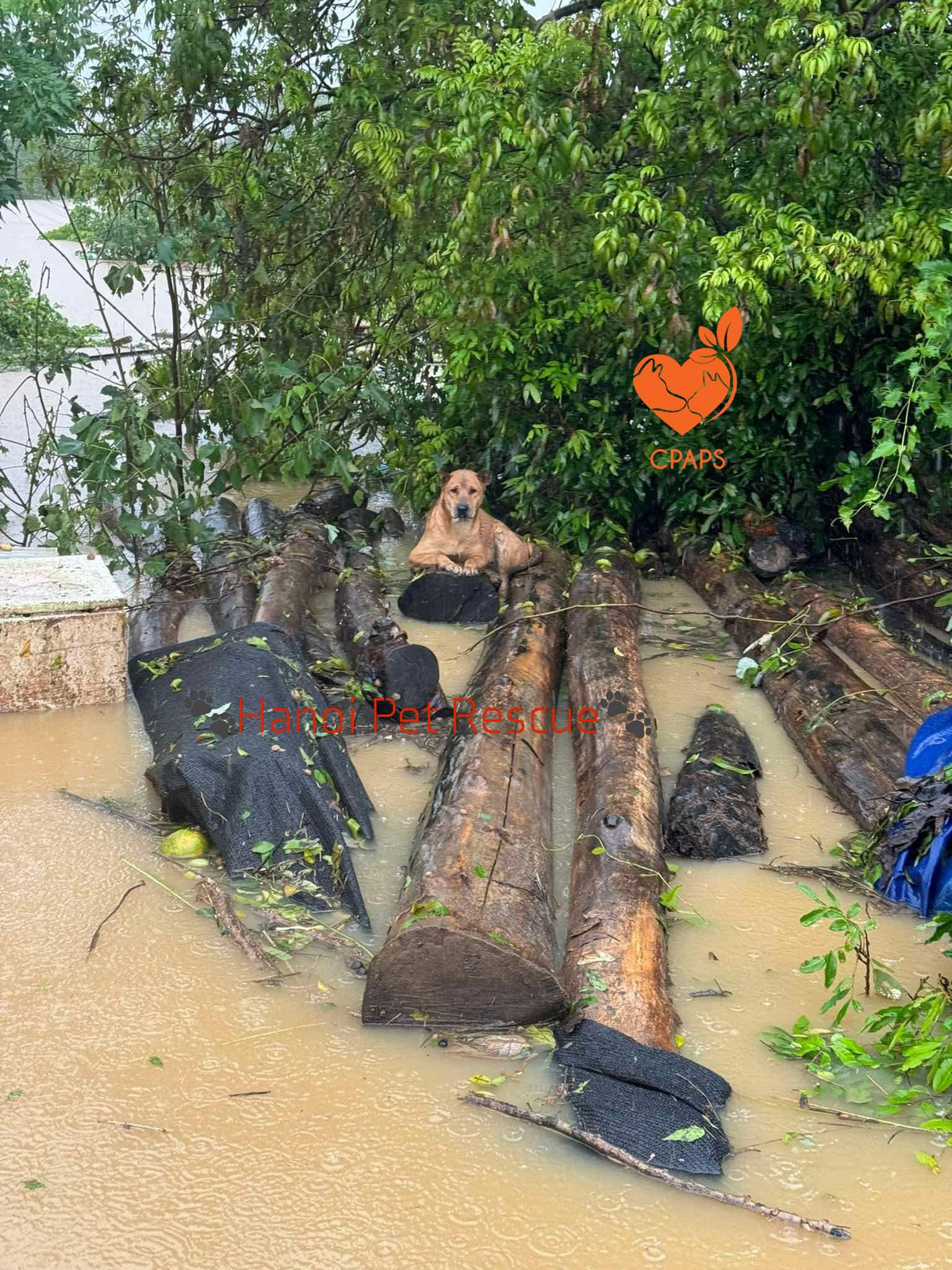 Trạm cứu hộ chó mèo Hà Nội cho biết có nhiều bé chó bị kẹt lại, phải bơi bì bõm và ngâm trong nước lạnh cả đêm. Người dân trong khu vực đã được di dời đến nơi an toàn, số lượng các bé may mắn được chủ mang theo cùng lại rất ít.