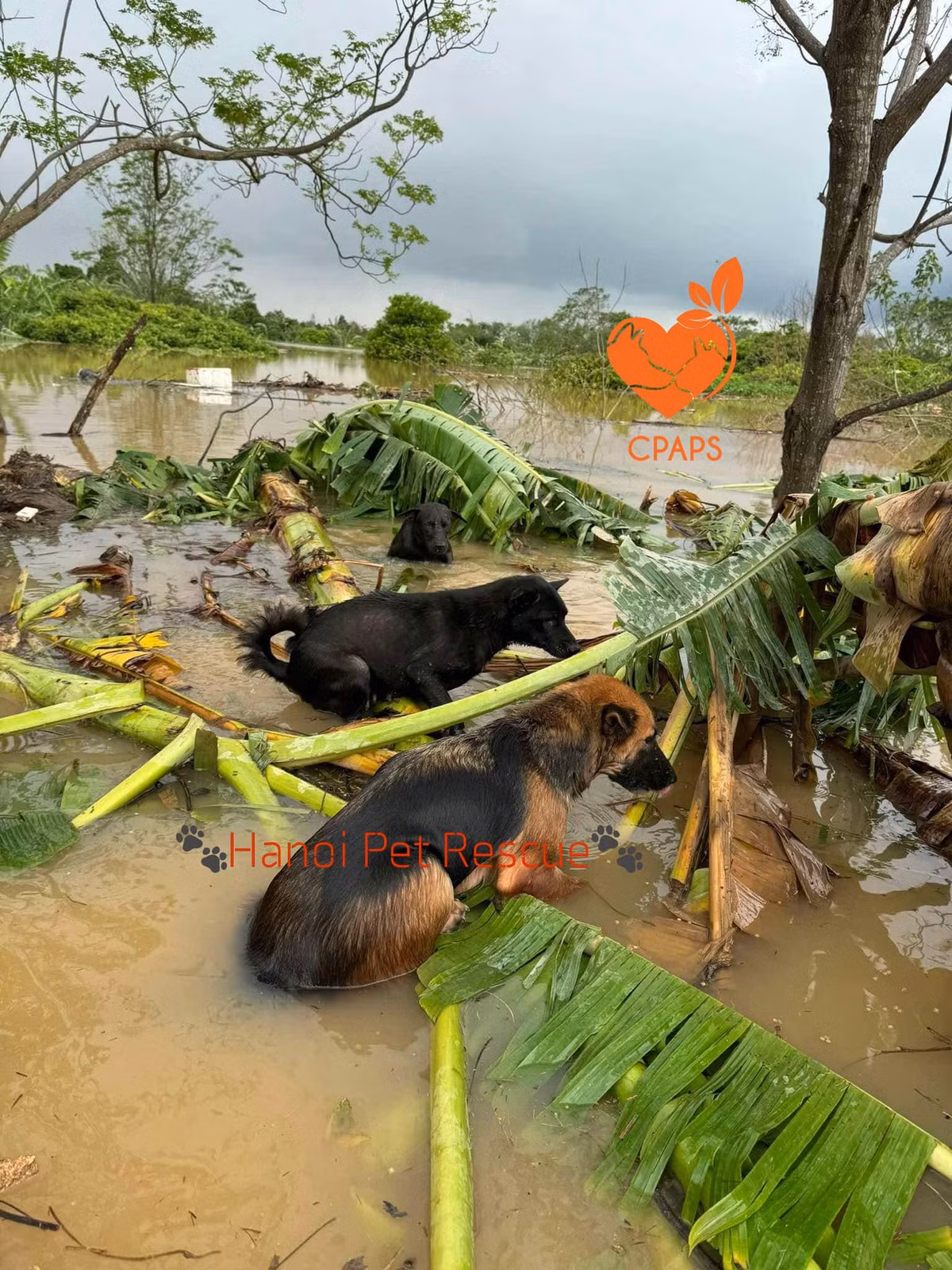 Mới đây, fanpage Trạm cứu hộ chó mèo Hà Nội đã đăng tải loạt hình ảnh đau lòng khi có khoảng 100 em chó bị mắc kẹt ở bãi sông Hồng.