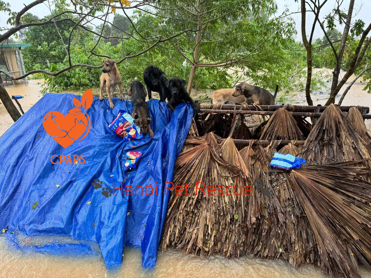 Mấy đứa đã nhịn đói vài ngày và bì bõm bơi nước lạnh cả đêm qua rồi. Nhìn đứa nào cũng xơ xác đến tội. Vài ngày nữa khi thuyền bè không quá tải với việc chuyển người, tụi mình sẽ vận chuyển các bé yếu và già về phòng khám. Hiện tại thì may chưa có bé nào cần chăm sóc y tế kiểu cấp cứu cả. Nhưng nếu mưa nhiễm nặng quá lâu thì cũng chưa biết nói trước thế nào". Đại diện Trạm cứu hộ chó mèo Hà Nội chia sẻ.