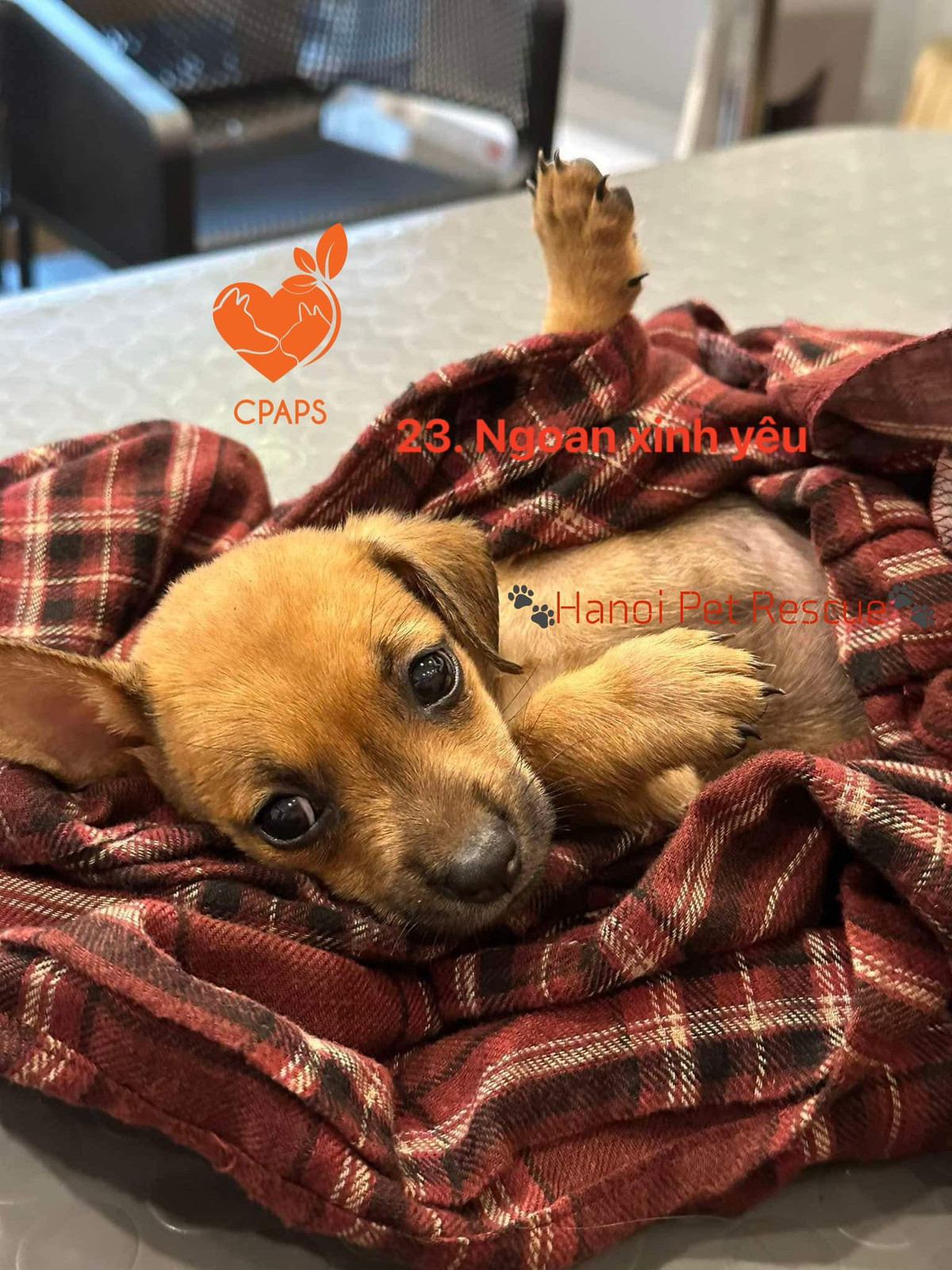 Bên cạnh đó, công tác cứu hộ cũng gặp những yếu tố khó khăn khác. Ngày 10/9, chính quyền địa phương đã có lệnh cấm các phương tiện tàu thuyền cá nhân ra vào khu vực bãi ngập, tập trung vào di dời dân. Đến tối cùng ngày, khi di dời hết dân, trời cũng đã tối nên Trạm đành đi về để chó mèo qua đêm với thức ăn đầy đủ.