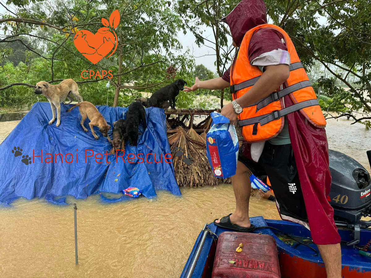 Trạm đưa ra phương án tạm thời để hỗ trợ các em chó: "Phương án tạm thời là sẽ quây các bé chó (mèo, gà, thỏ, sóc…) về bãi cao nhất, có nhiều người dân sinh sống hơn, mượn lán cho các bé được ở khô ráo và ăn uống qua giai đoạn nguy hiểm này đã....