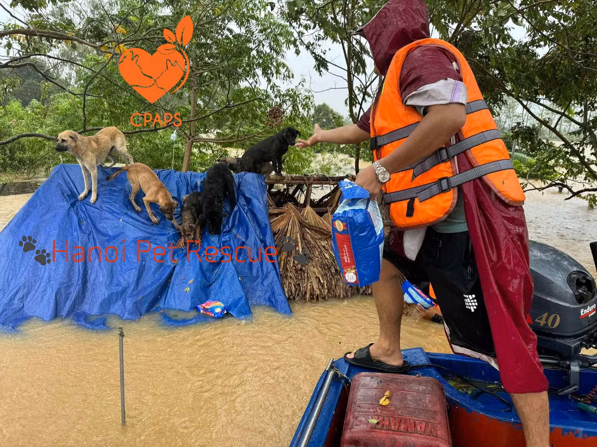 Trạm đưa ra phương án tạm thời để hỗ trợ các em chó: "Phương án tạm thời là sẽ quây các bé chó (mèo, gà, thỏ, sóc…) về bãi cao nhất, có nhiều người dân sinh sống hơn, mượn lán cho các bé được ở khô ráo và ăn uống qua giai đoạn nguy hiểm này đã....