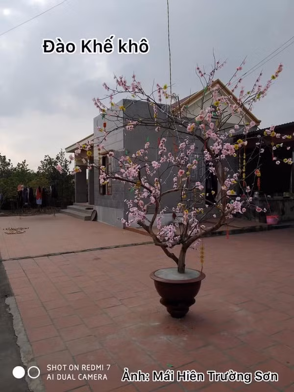 Gốc khế gắn hoa đào rồi đổ bê tông, chắc định chơi chục năm nữa quá.