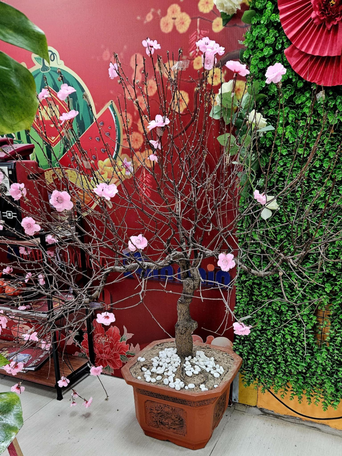 Truyện kể rằng, tại một tòa soạn nọ có 1 cây "đào trường sinh"....