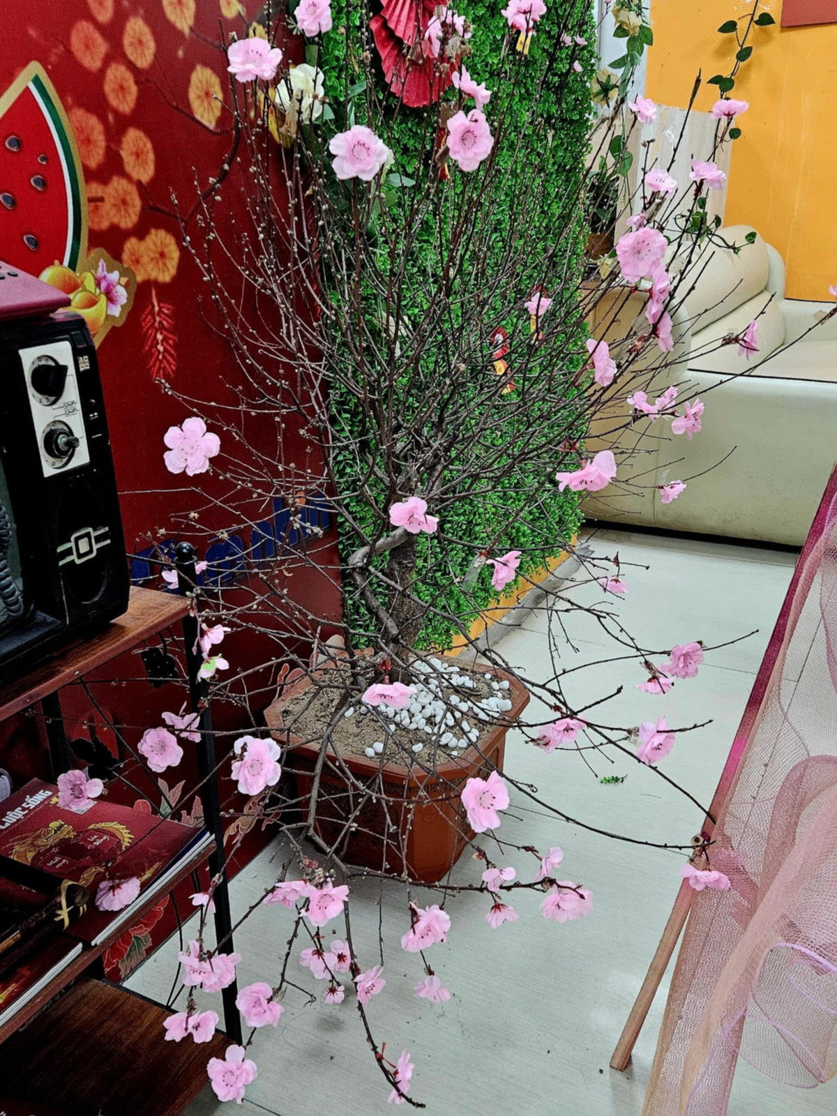 Chẳng cần phải tưới tắm nhưng cây hoa đào tại tòa soạn này ra hoa quanh năm.