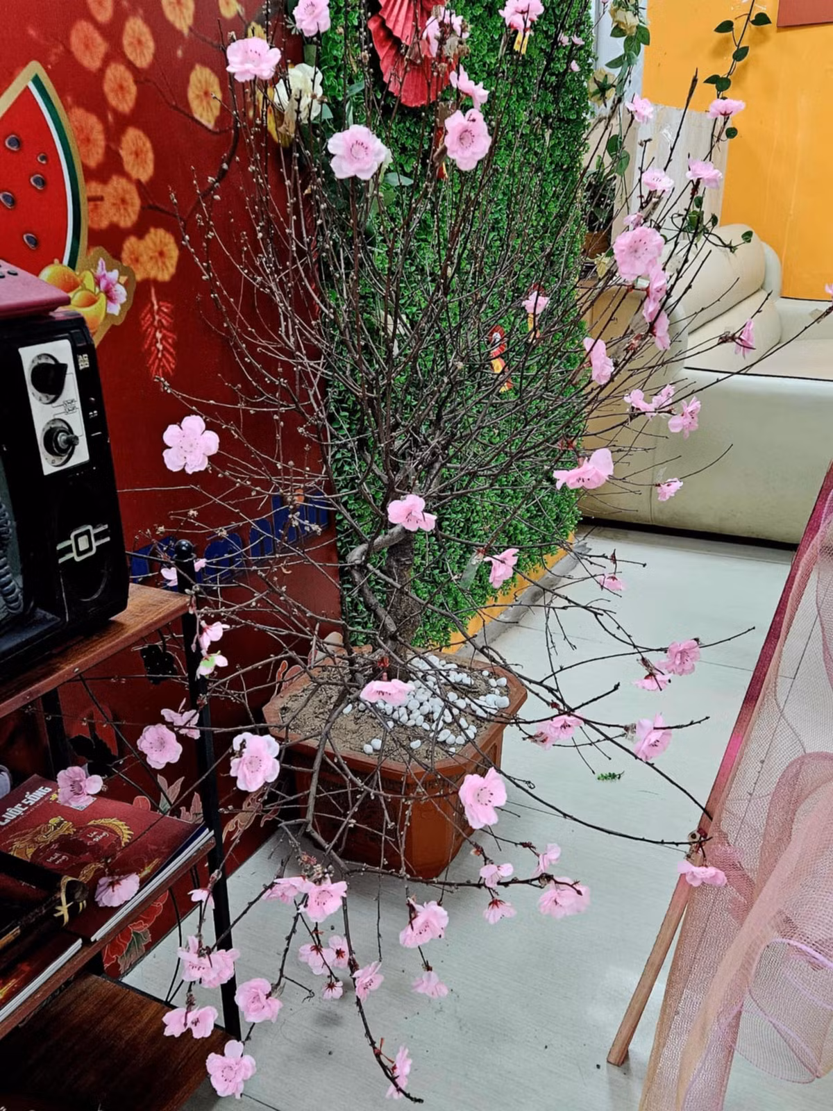 Chẳng cần phải tưới tắm nhưng cây hoa đào tại tòa soạn này ra hoa quanh năm.