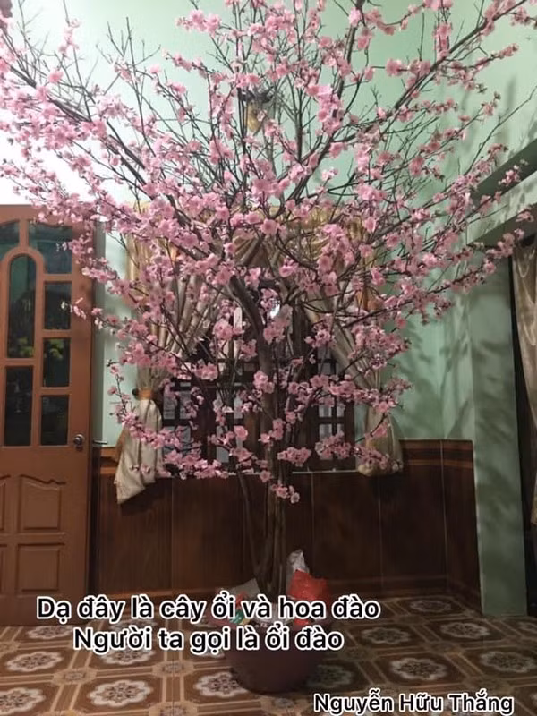 Gắn hoa đào lên cây ổi, chúng ta có giống ổi đào.