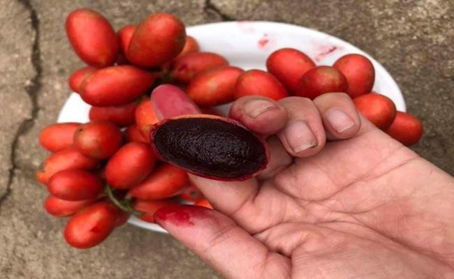 Để ăn quả máu thì phải dùng tay bóp nhẹ, nặn, chà xung quanh cho mềm, chuyển màu tím đen rồi mới nặn ra 1 chất dịch như máu đỏ để ăn.