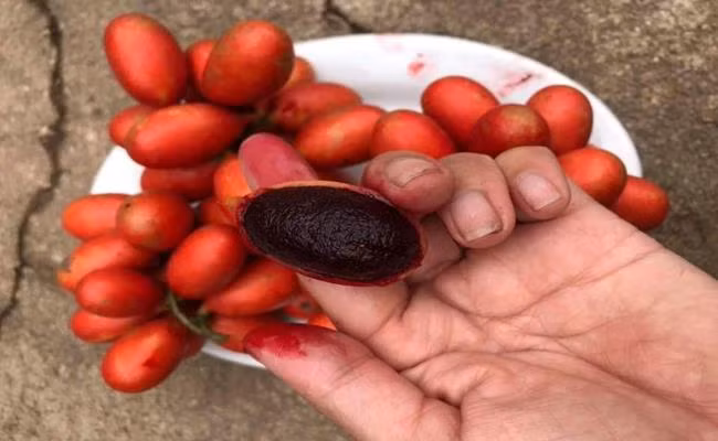 Để ăn quả máu thì phải dùng tay bóp nhẹ, nặn, chà xung quanh cho mềm, chuyển màu tím đen rồi mới nặn ra 1 chất dịch như máu đỏ để ăn.