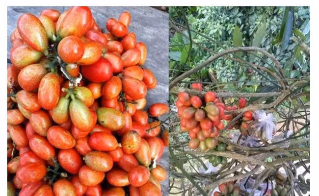 Sản lượng quả máu ít trong khi nhu cầu mua nhiều nên giá loại quả này tăng theo từng mùa.