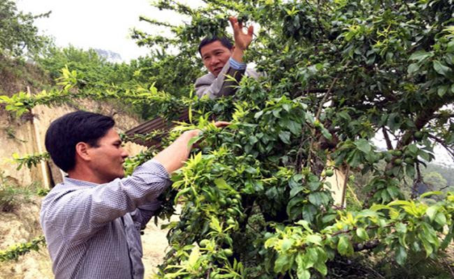 Cuối mùa quả máu, có khách trả đến 150.000 đồng/kg. Tuy giá cao như vậy nhưng người dân địa phương cho hay, đôi khi họ cũng không có hàng để bán.