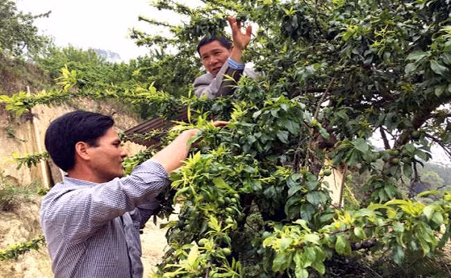 Cuối mùa quả máu, có khách trả đến 150.000 đồng/kg. Tuy giá cao như vậy nhưng người dân địa phương cho hay, đôi khi họ cũng không có hàng để bán.