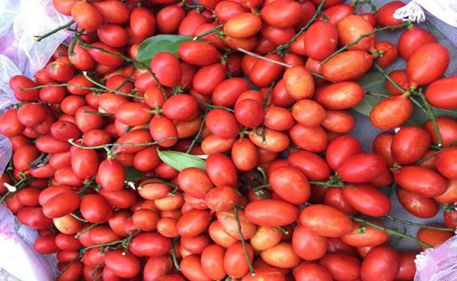 Quả cây mọc thành chùm, có hình bầu dục, thuôn về phía cuống. Khi chùm quả còn nhỏ và chưa chín trông sẽ giống như chùm nho xanh.