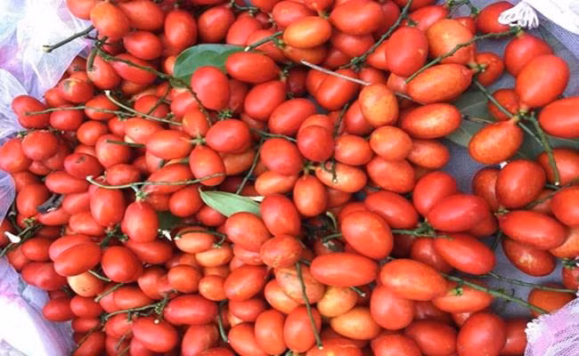 Quả cây mọc thành chùm, có hình bầu dục, thuôn về phía cuống. Khi chùm quả còn nhỏ và chưa chín trông sẽ giống như chùm nho xanh.