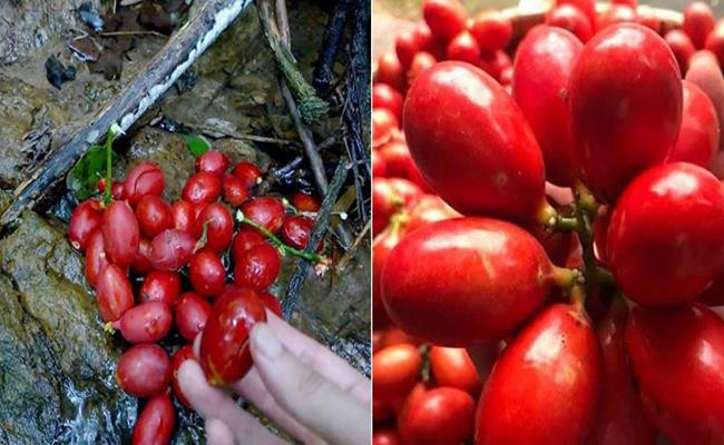 Trước kia, loại cây này mọc dại trong rừng, sau đó được người dân đem về trồng. Sau khi trồng khoảng 5 năm mới ra hoa lần đầu.