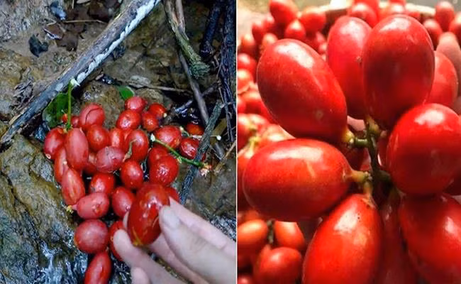 Trước kia, loại cây này mọc dại trong rừng, sau đó được người dân đem về trồng. Sau khi trồng khoảng 5 năm mới ra hoa lần đầu.