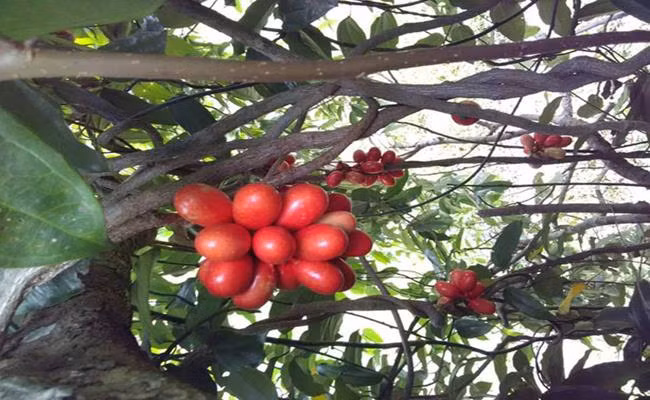 Trước khi ngâm rượu, người ta dùng dao nhỏ bổ nhẹ quả máu từ phía rốn theo hình dấu nhân rồi cho vào bình ngâm theo tỉ lệ 1kg quả với 3 lít rượu trắng, đậy kín nắp ngâm trong khoảng 3-4 tháng rồi sử dụng.