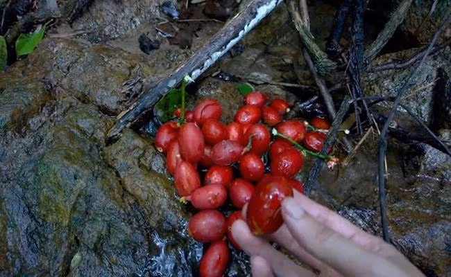 Người dân thường khai thác thân cây dạng dây leo, chặt thành từng khúc rồi bán cho thương lái Trung Quốc hoặc các đầu nậu thu gom trong nội địa rồi xuất tiểu ngạch sang phía bên kia biên giới.