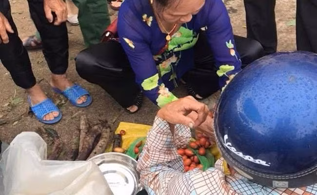 Nếu thời tiết thuận lợi, sản lượng cây quả máu được người dân trồng đạt tới gần 50kg/vụ.Còn nếu bị sâu phá hoại, côn trùng "tấn công" ăn quả máu, sản lượng chỉ đạt 20 - 25kg/vụ.