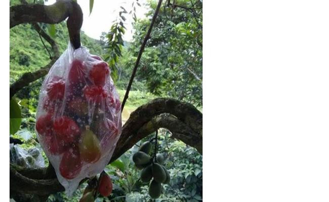 Để bảo vệ quả máu, người dân phải dùng các bao ni lông, châm lỗ nhỏ trên thân bao rồi trùm bên ngoài chùm quả.