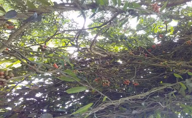 Giống quả này khi chín có vị chua chua ngọt ngọt rất dễ ăn, có tác dụng bổ máu, bồi bổ cơ thể.