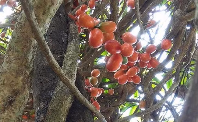 Quả máu sau 3 tháng ngâm rượu có màu đỏ rất đẹp, tỏa ra mùi thơm riêng biệt, nồng độ rượu vừa phải và dễ uống.