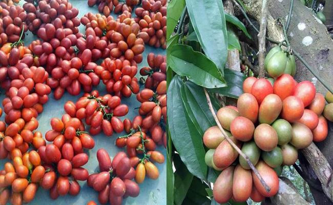 Ngoài việc ăn tươi như những loại trái cây khác thì quả máu còn có thể dùng để ngâm rượu.