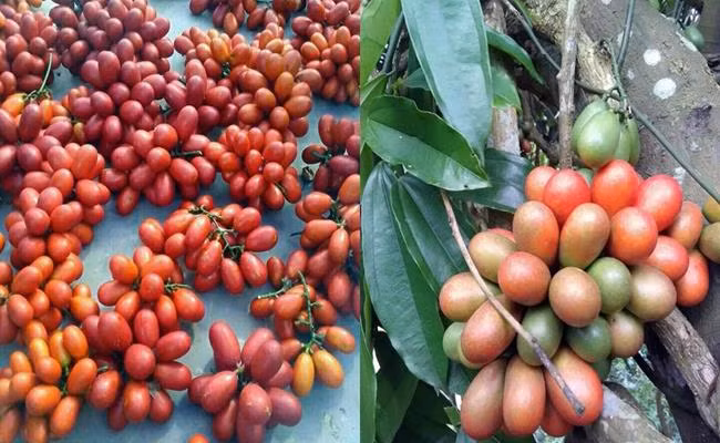 Ngoài việc ăn tươi như những loại trái cây khác thì quả máu còn có thể dùng để ngâm rượu.