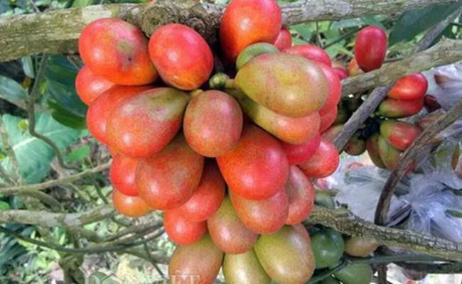 Cây ra hoa, đậu quả từ tháng 2-6 hàng năm và bắt đầu chín từ cuối tháng 6 kéo sang đầu tháng 7.