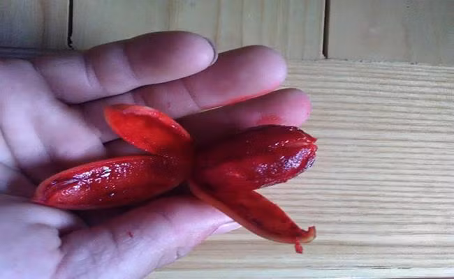 Giá ban đầu chỉ 30-50.000 đồng/kg nhưng sang đến mùa quả năm nay, giá bán quả máu đã lên đến 120.000 đồng/kg.