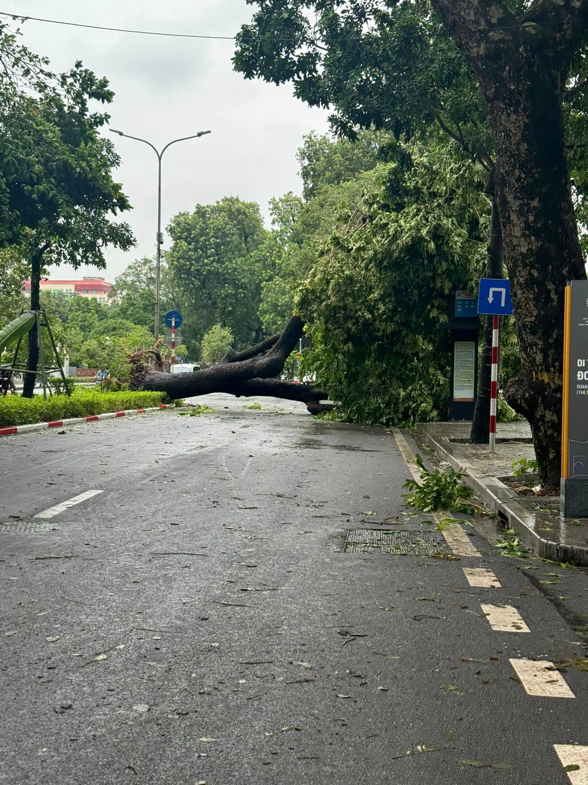 Hàng cây cổ thụ trên đường Hoàng Diệu - trước đài tưởng niệm Bắc Sơn đã đổ gục. Đây là tuyến đường có nhiều cây lớn thuộc hàng bậc nhất Hà Nội.