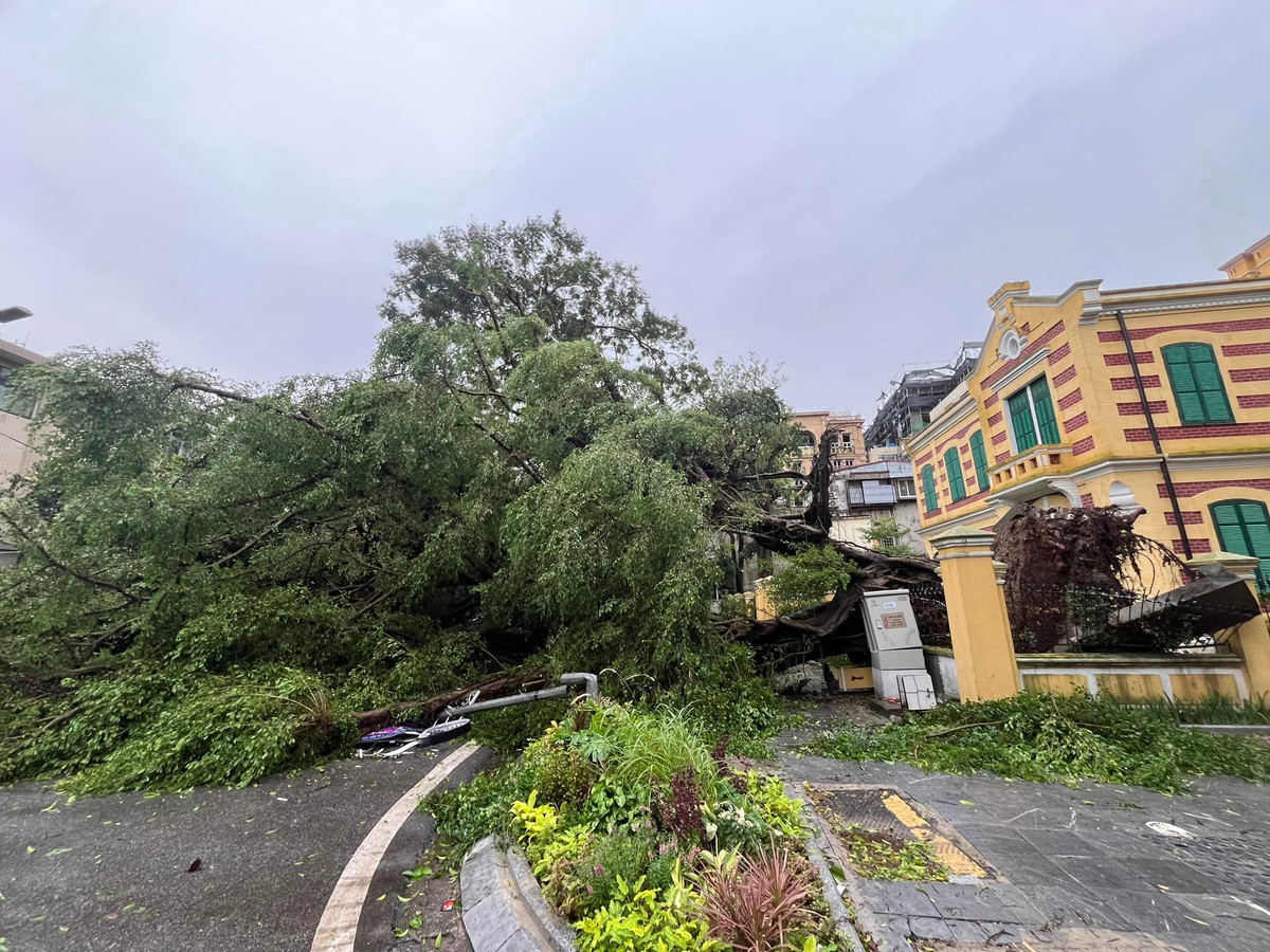 Đồng cảm xúc với ông Thắng có bà Tuyến (Lò Sũ - Hà Nội): "Chúng ta mất vài chục năm để có cây xanh nhưng giá trị mất đi nhiều nhất đó là yếu tố kỉ niệm. Những cái cây này gắn bó với thời trẻ của chúng tôi".