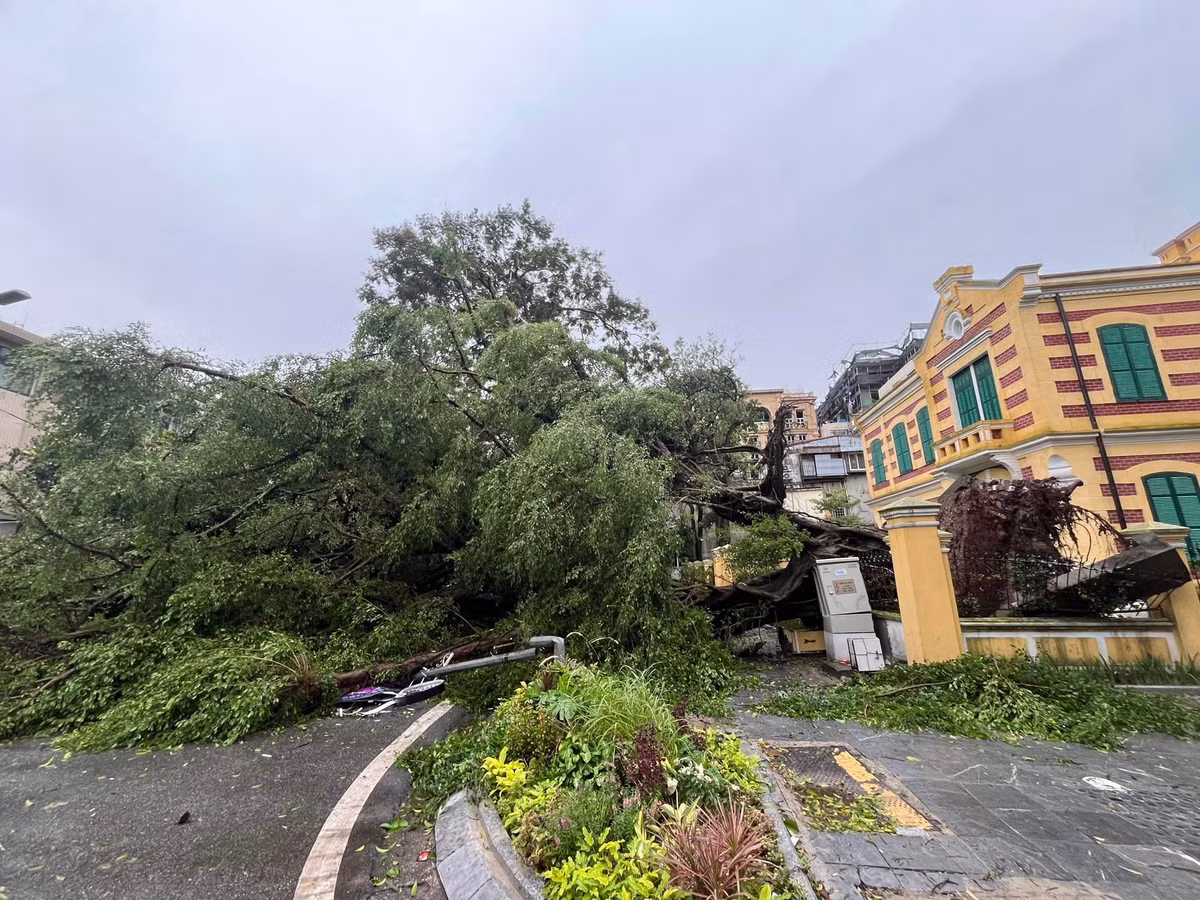 Đồng cảm xúc với ông Thắng có bà Tuyến (Lò Sũ - Hà Nội): "Chúng ta mất vài chục năm để có cây xanh nhưng giá trị mất đi nhiều nhất đó là yếu tố kỉ niệm. Những cái cây này gắn bó với thời trẻ của chúng tôi".